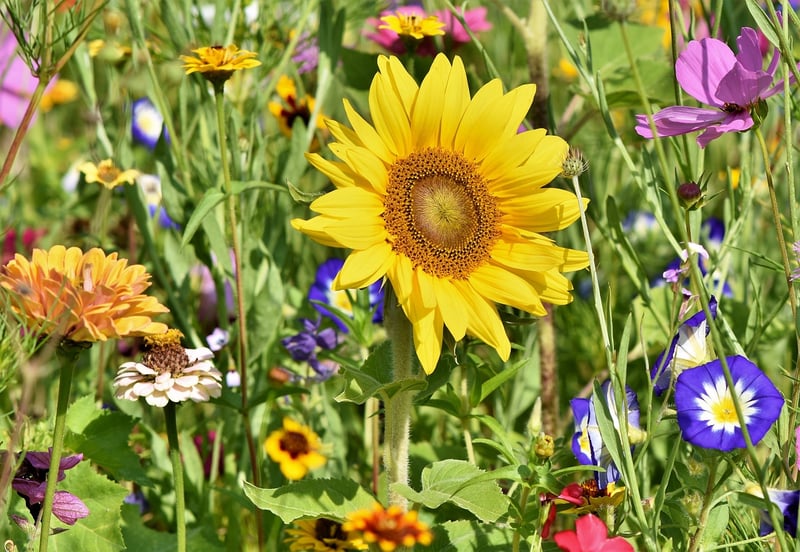 Garden with flowers