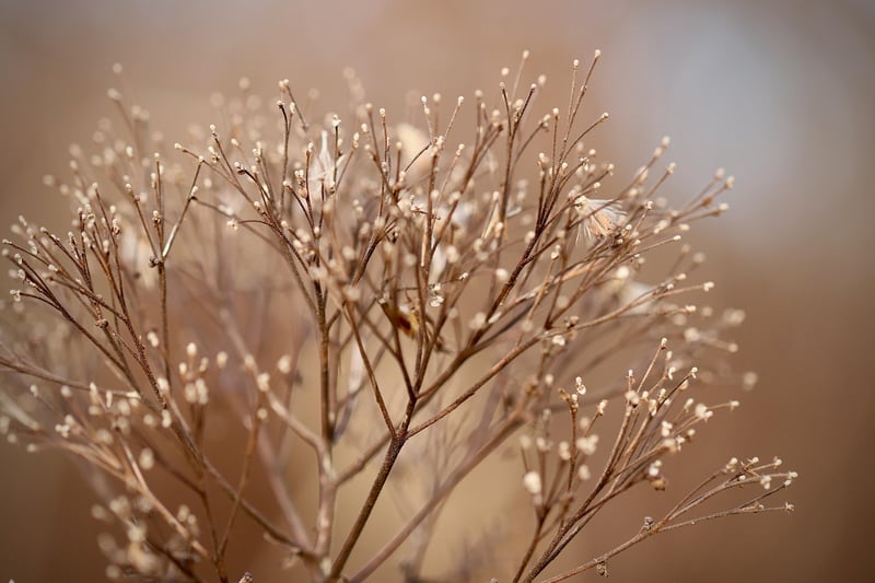 Low Light Plants